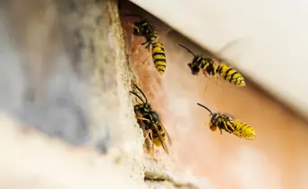 pest control image