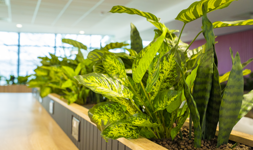 Hartbury College And Uni Indoor Office Plants 5