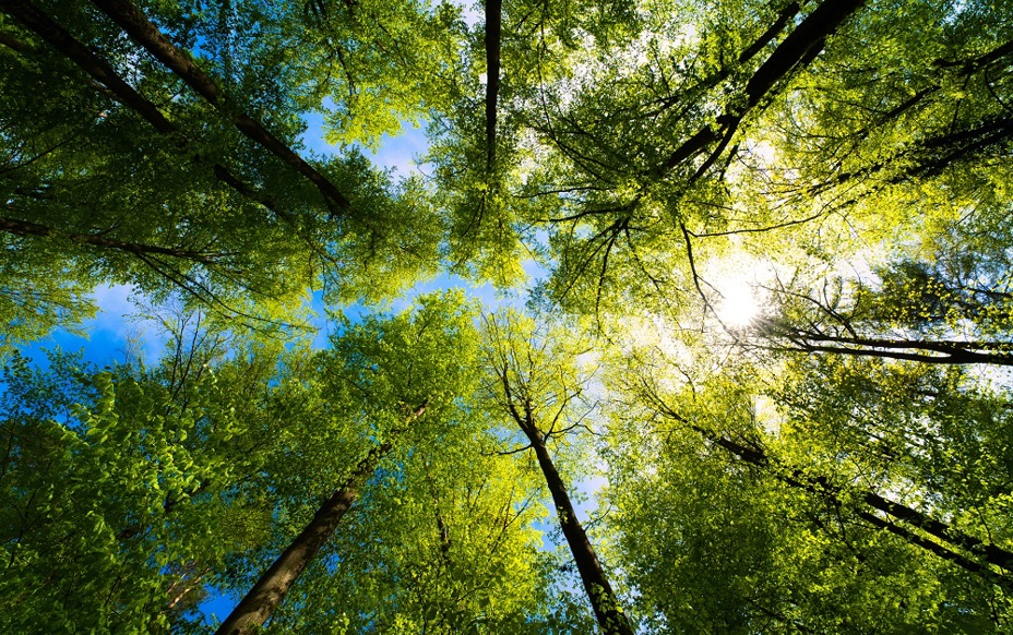 Istock 1317323736
