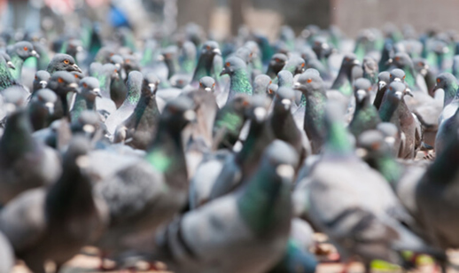 Pigeon Proofing